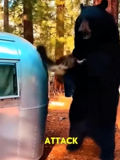 A1505010 Giant Cat Battles Bear to Save Puppy—Now Puppy Guides Blind Hero! (Part 2)
