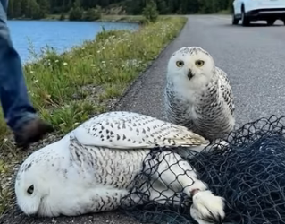 A0205022 Kind man saves mother snowy owl in a net; owlet cries for help (Part 2)
