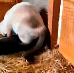 A1505012 Cat Loses Eye Fighting Mink to Save Puppy—Now He’s Her Guide! (Part 2)
