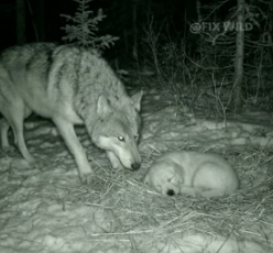 A1505002 UNBELIEVABLE_ Golden Retriever Rescues Tiger Cub from Wolf! (Part 2)