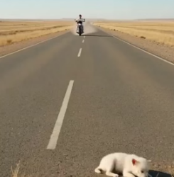 A1505009 Man Saves Abandoned White Wolf Pup (Part 2)