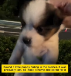 W1305004 Oh! You cute little dog, who lost you (Part 2)