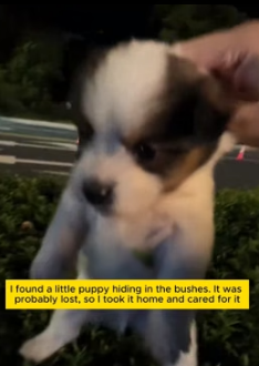 W1305004 Oh! You cute little dog, who lost you (Part 2)