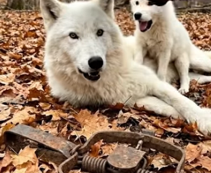 A0205014 After Rescuing a Mother Wolf, the Man Receives an Unexpected Gift (Part 2)
