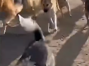 S2904006 Kasihan baby panda dan untung ada anjing yang baik hati jadi mom pand…(Part 2)