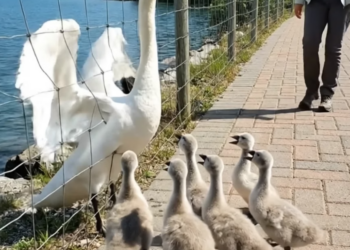 A0205009 Rescuing a mother swan trapped in barbed wire mesh — her cygnets cry for help beside her (Part 2)