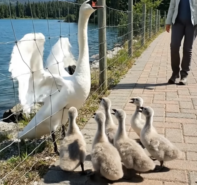 A0205009 Rescuing a mother swan trapped in barbed wire mesh — her cygnets cry for help beside her (Part 2)