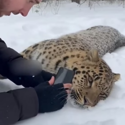 P1505012 Snow Leopard Rescue (Part 2)