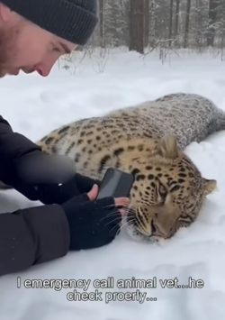 P1505012 Snow Leopard Rescue (Part 2)
