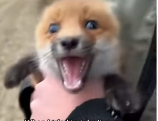F1505010 A fox mother used the last of her strength (Part 2)