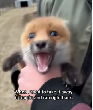 F1505010 A fox mother used the last of her strength (Part 2)