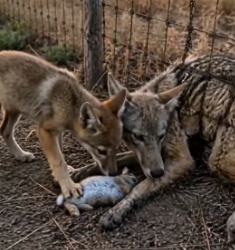 F1505013 A mother coyote had been trapped in a fence for days (Part 2)