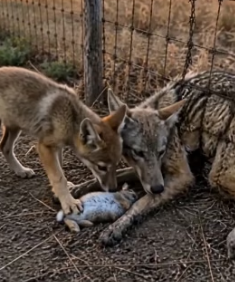F1505013 A mother coyote had been trapped in a fence for days (Part 2)