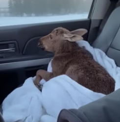 F1505011 A moose calf cried for help from an icy roadside puddle (Part 2)