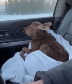 F1505011 A moose calf cried for help from an icy roadside puddle (Part 2)