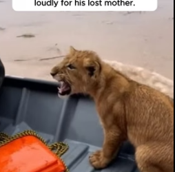 F1505018 She Trusted A Man With Her Cub Before Sinking (Part 2)