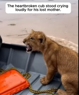 F1505018 She Trusted A Man With Her Cub Before Sinking (Part 2)
