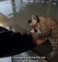 F1505007 I tried to save a mother leopard and her cub trapped in a flooded construction site but (Part 2)