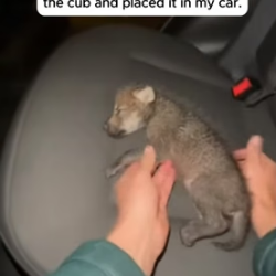F1505015 A Mother Wolf Howled In The Rain Beside Her Lifeless Cub (Part 2)