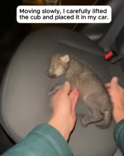 F1505015 A Mother Wolf Howled In The Rain Beside Her Lifeless Cub (Part 2)