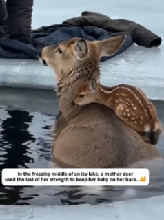 F1505014 A mother deer used the last of her strength to keep her baby on her back (Part 2)