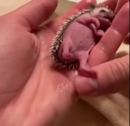 F1505008 One day my pug laid a tiny hedgehog at my feet (Part 2)