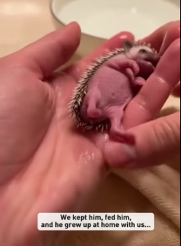 F1505008 One day my pug laid a tiny hedgehog at my feet (Part 2)