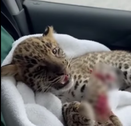F1505012 I rescued a tiny leopard out of snow (Part 2)