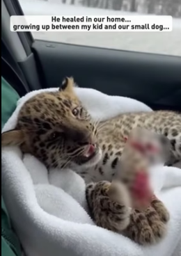 F1505012 I rescued a tiny leopard out of snow (Part 2)