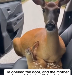 F1505016 Two Wolves Surrounded A Fawn Until He Saved Her (Part 2)