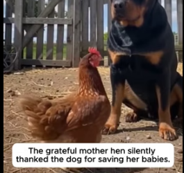 F1505017 The Fearless Dog Saved Tiny Chicks From A Hungry Wolf (Part 2)
