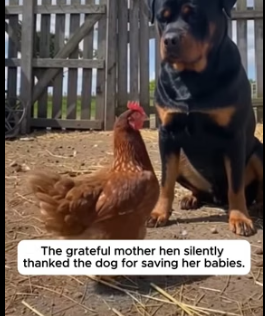 F1505017 The Fearless Dog Saved Tiny Chicks From A Hungry Wolf (Part 2)