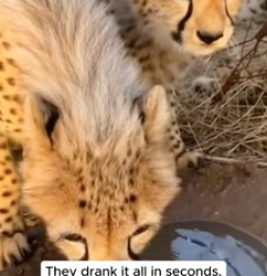 F1505004 Rescue Cheetah Family (Part 2)