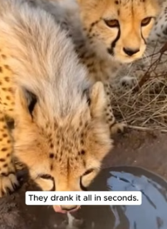 F1505004 Rescue Cheetah Family (Part 2)