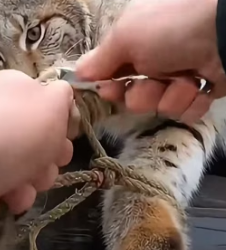 F1505001 rescueanimals (Part 2)