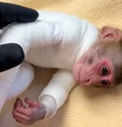 F1805004 I found a monkey pierced by a bamboo stake… then (Part 2)
