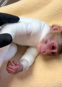 F1805004 I found a monkey pierced by a bamboo stake… then (Part 2)