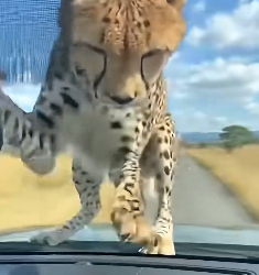 F1805008 A lost cheetah cub (Part 2)