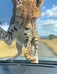 F1805008 A lost cheetah cub (Part 2)