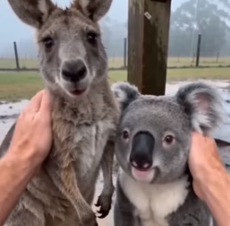 F1805007 A Kangaroo and a koalo (Part 2)