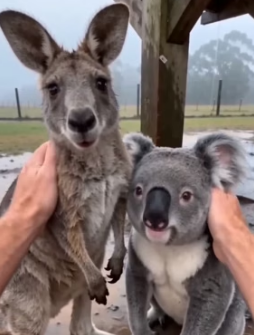 F1805007 A Kangaroo and a koalo (Part 2)