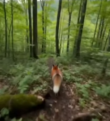 F1805002 I was woken up by the sound of a fox laughing (Part 2)