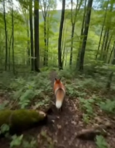 F1805002 I was woken up by the sound of a fox laughing (Part 2)