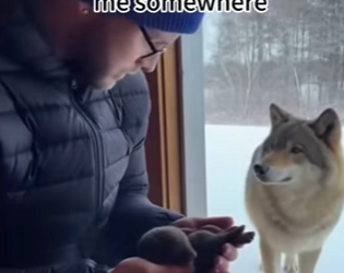 W2904016 Suddenly one day, wolf found my house (Part 2)