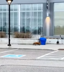 A1605011 I saw a gox on the road and followed it (Part 2)