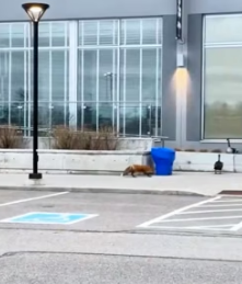 A1605011 I saw a gox on the road and followed it (Part 2)
