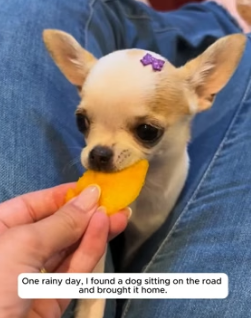 A1605001 A rescue story is the only one where the hero doesn’t wear a cape, but holds a leash (Part 2)