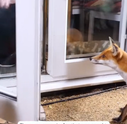 A1605009 The man saved a fox and the next day (Part 2)