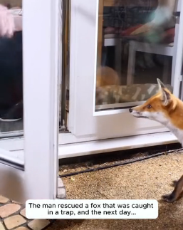 A1605009 The man saved a fox and the next day (Part 2)