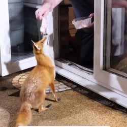 A1605009 The man saved a fox and the next day (Part 2)